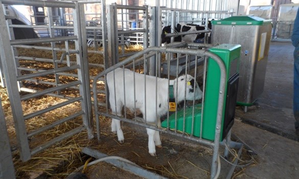 a white sheep in a cage